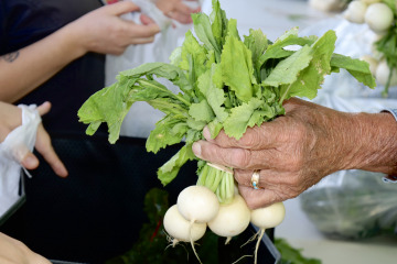 Photo of a hand holding radishes