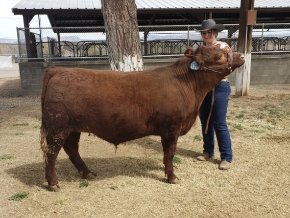 Ellyn Peterson with her calf.