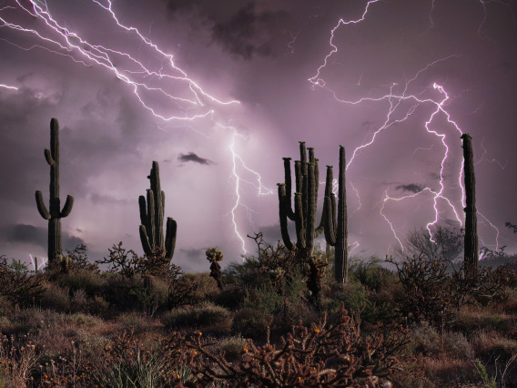 Photo of lightning and saguaro cactuses
