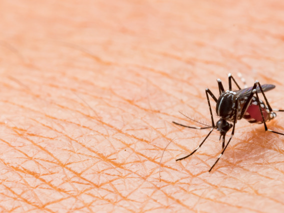 Photo of Aedes aegypti mosquito