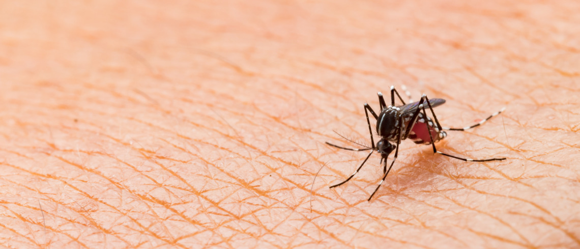 Photo of Aedes aegypti mosquito