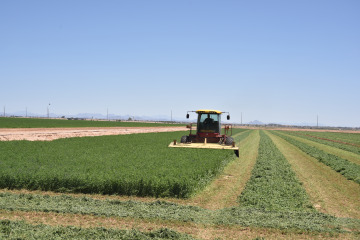 Alfalfa harvest