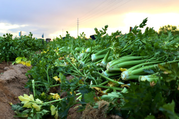 Photo of celery harvest