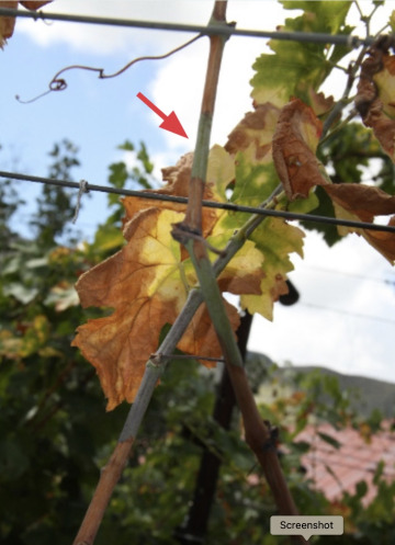 Photo of grapevine infected with Pierce's disease