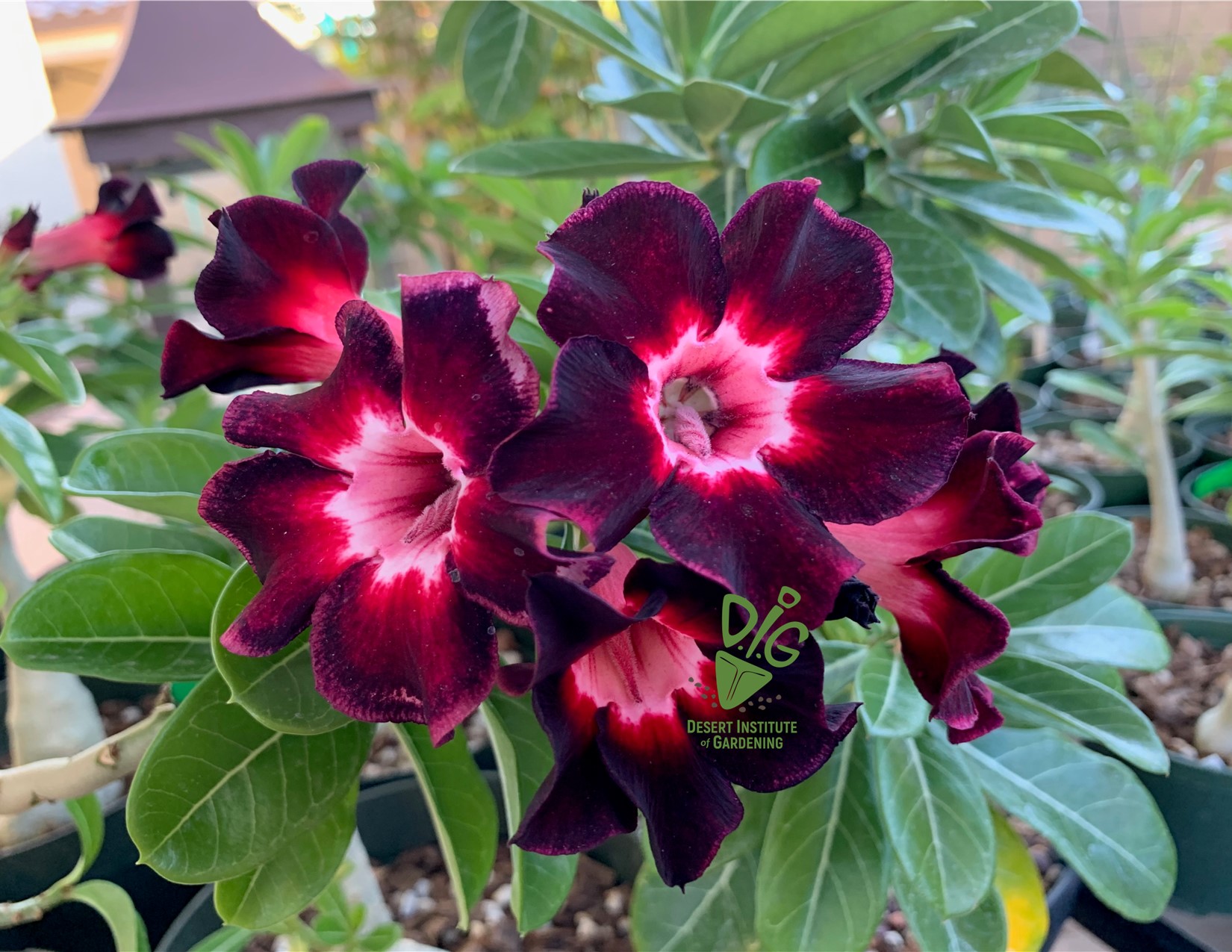 DIG ONLINE: Adeniums: The Elegant Desert Rose | UA Cooperative Extension