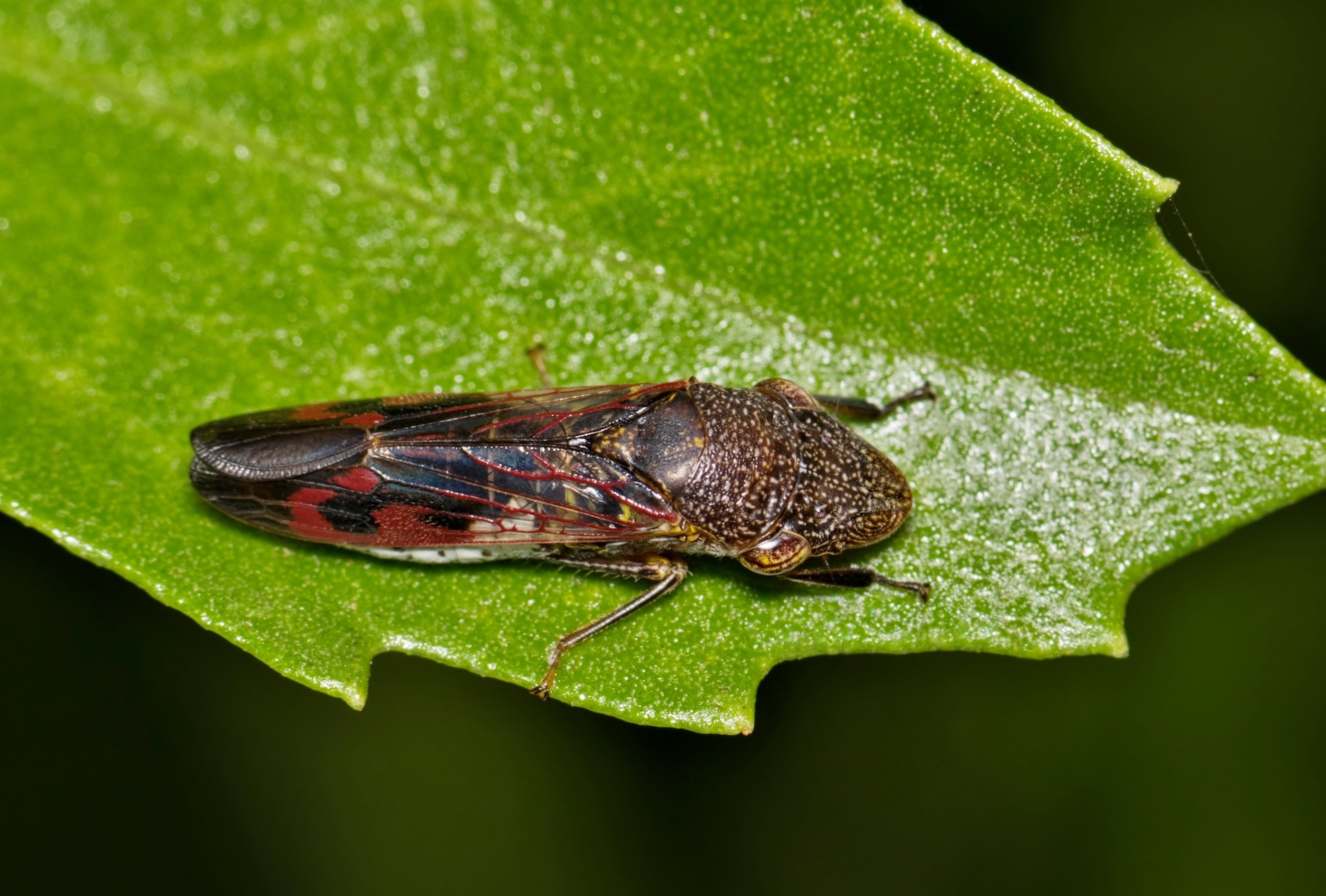 Gardeners on the lookout for invasive insect found in California
