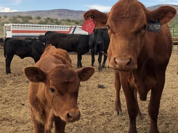 Group of cows with ear tags