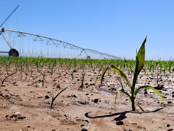 Photo of Zinke Farms irrigation system