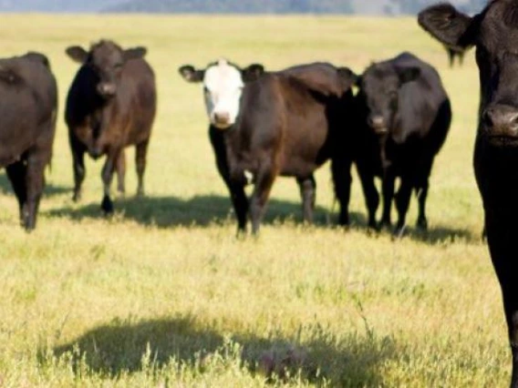 cattle in field