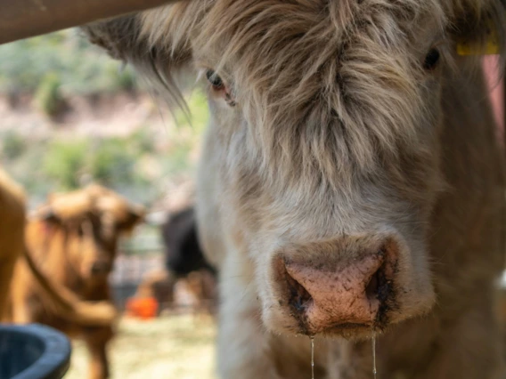 cow drinking water in pen