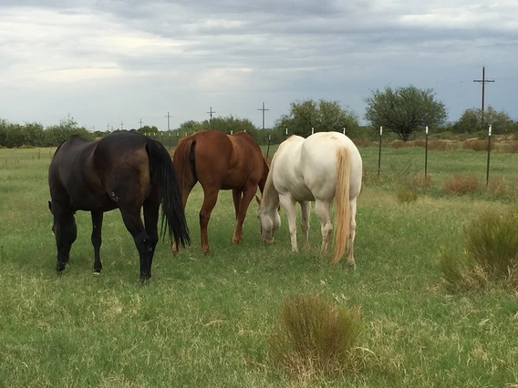 Horses in Pasture