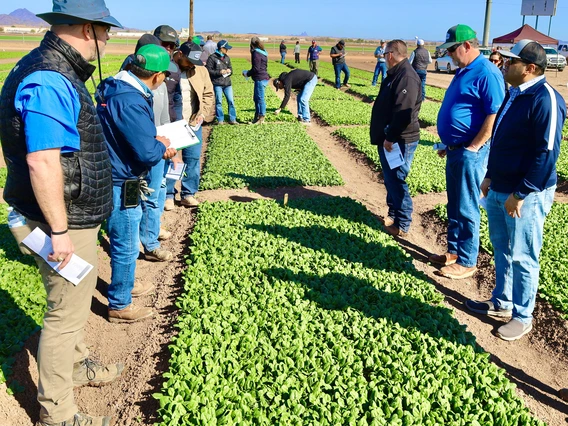 Photo of people in a spinach field