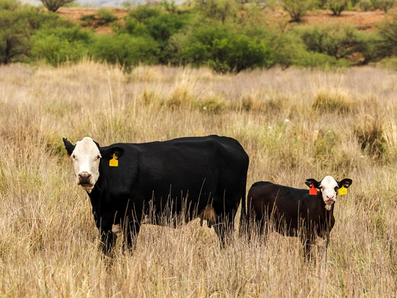 Cows with ear tags on desert range