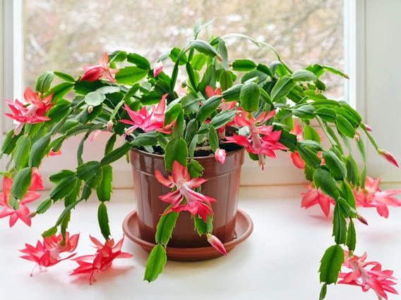 Photo of a Christmas cactus