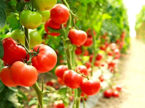 Photo of tomatoes