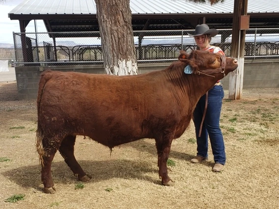 Photo of Ellyn Peterson and a cow