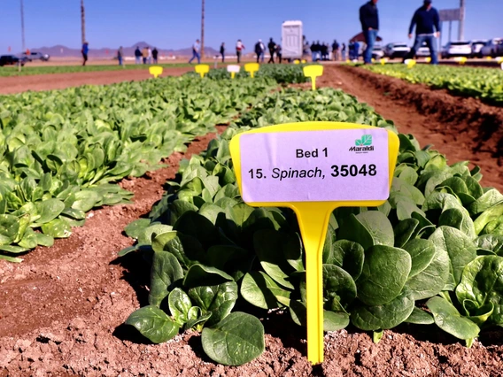Photo of a lettuce test plot