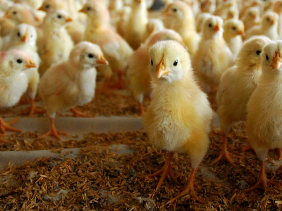 Chicken photo
