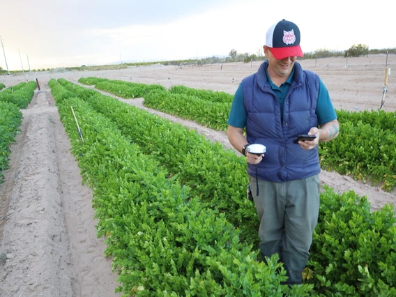 Man standing in a lettuce field