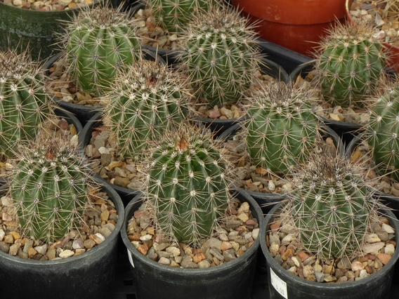 Photo of baby saguaro cactuses