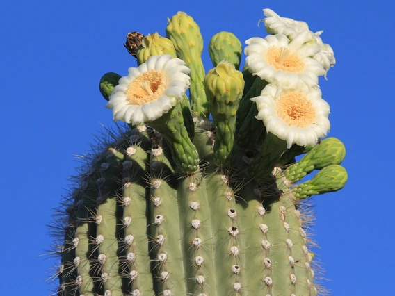 Saguaro flower photo