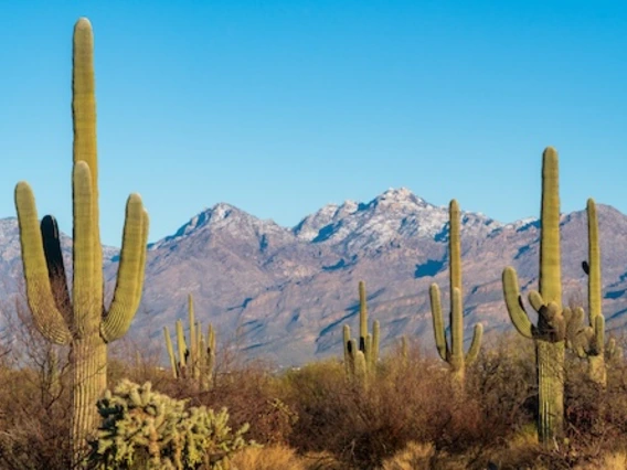Saguaro photo