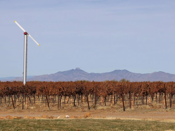 Photo of a vineyard