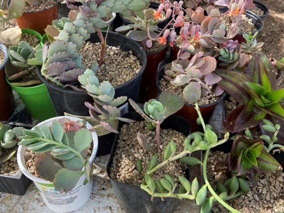 2024 Maricopa County Plant Sale