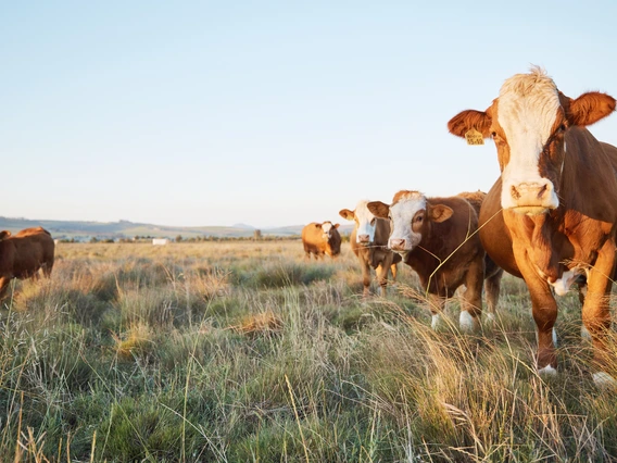 Range cattle in pasture