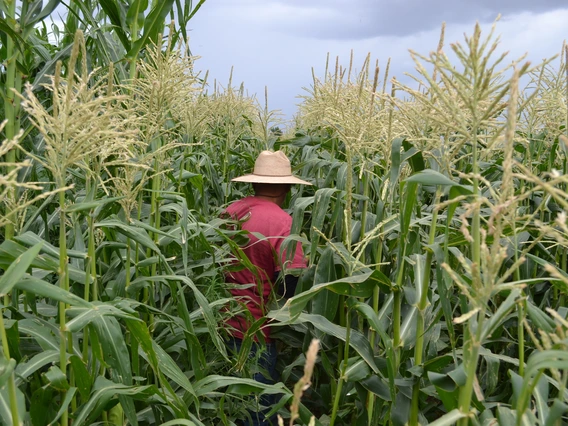 Man in hat and red shirt walking through corn field