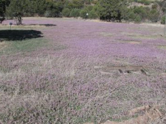 Photo of locoweed