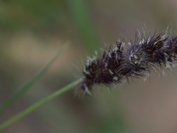 Photo of buffelgrass