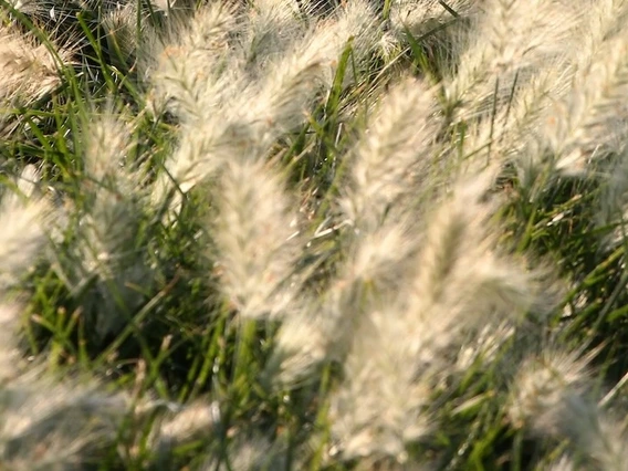 Photo of buffelgrass