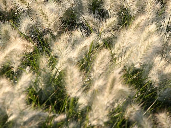 Photo of buffelgrass