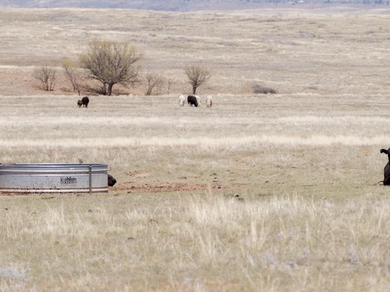 Photo of cows in a pasture