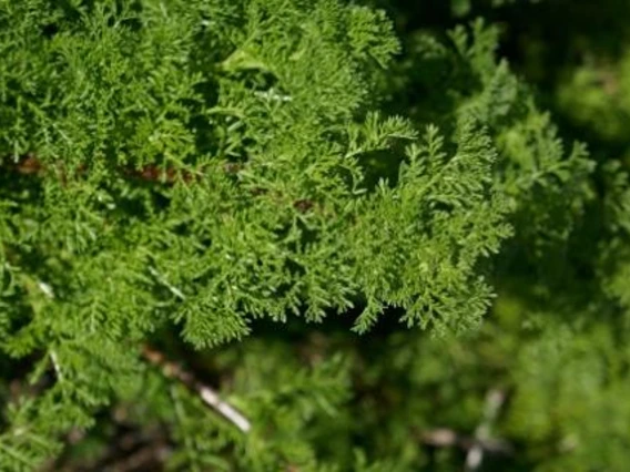 Photo of stinknet