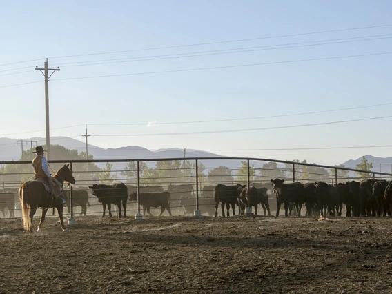Rider on horse with herd of cattle in pen