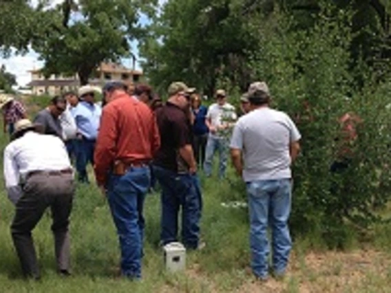 Investigating noxious, invasive plants