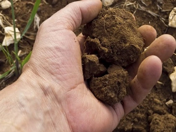 Soil in Hand