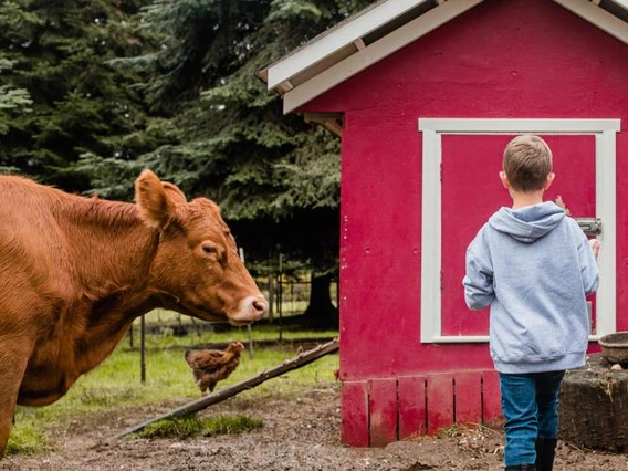 Kid in front of red barn with a cow to their left