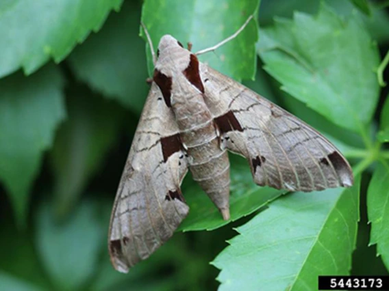 Gray moth with folded wings on leaves 