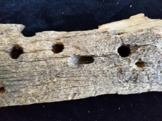 Tree branch with holes in it