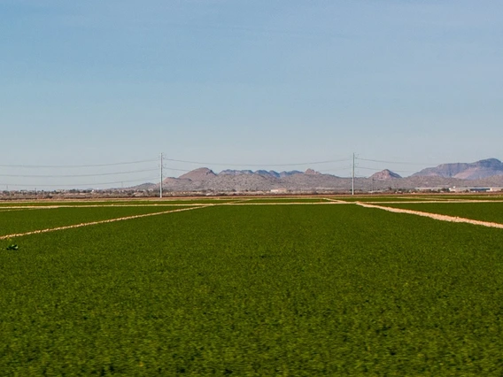 Photo of an alfalfa field in Coolidge Arizona