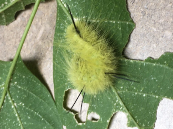 Bright yellow hairy caterpillar