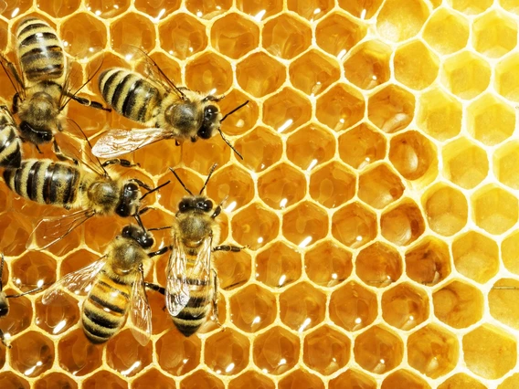 P{hoto of bees on a honeycomb