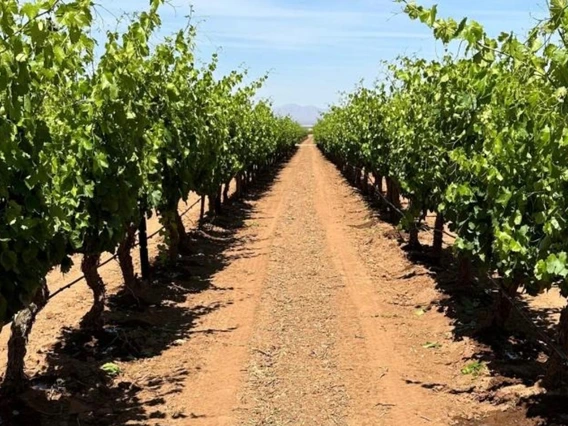 looking down row of grapes in Arizona vineyard