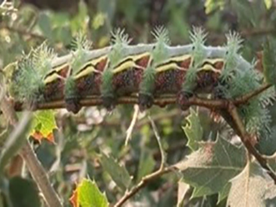 Green caterpillar with red and yellow along body