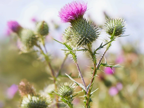 bull thistle