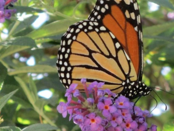 Monarch butterfly