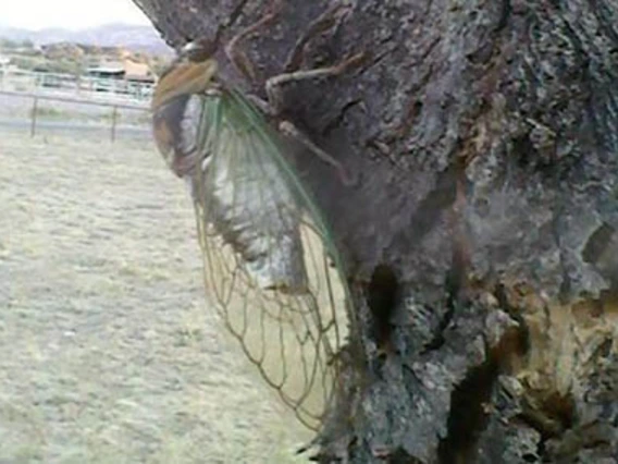 Clear-winged insect on tree trunk